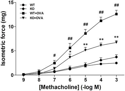 Functional Cooperation between KCa3.1 and TRPV4 Channels in Bronchial Smooth Muscle Cell Proliferation Associated with Chronic Asthma